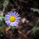 Spider hiding on Small Daisy